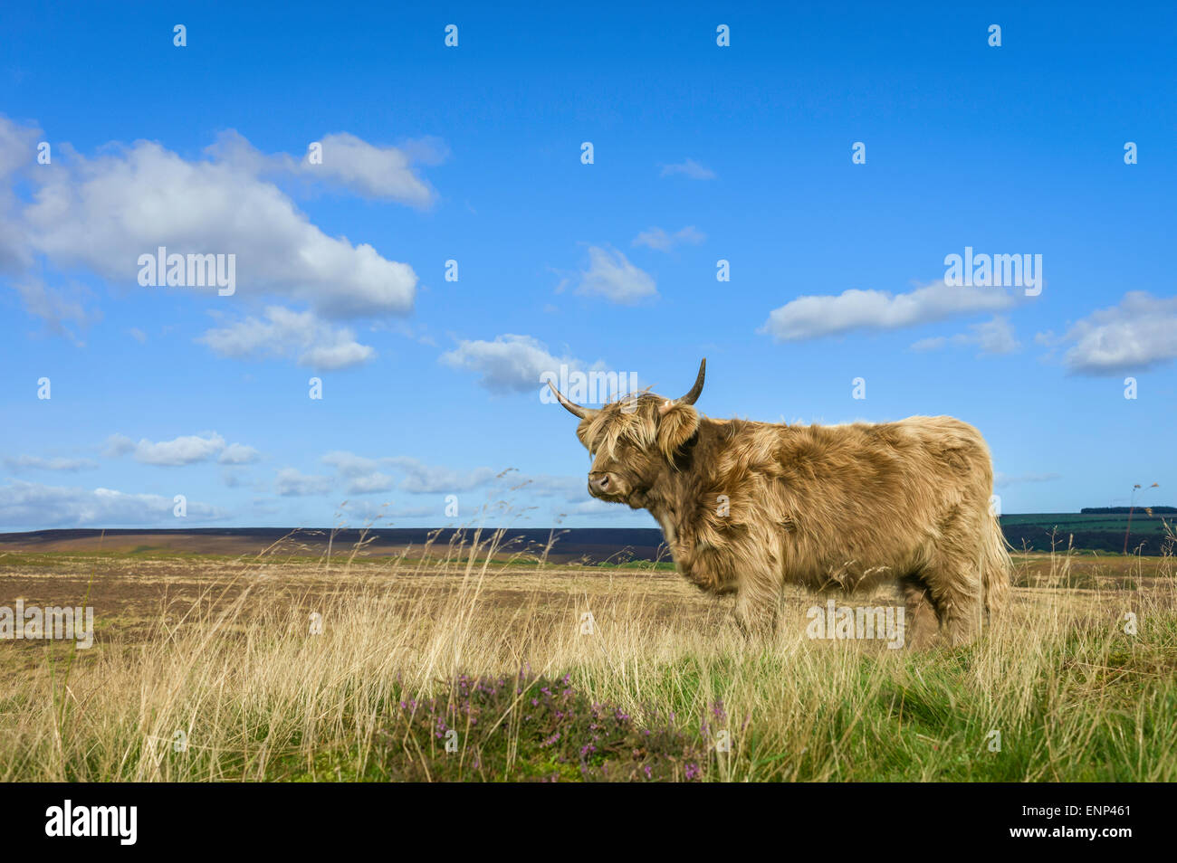 Scottish Highland cattle graze on open pasture in the heart of the North York Moors National Park on a sunny day in summer. Stock Photo