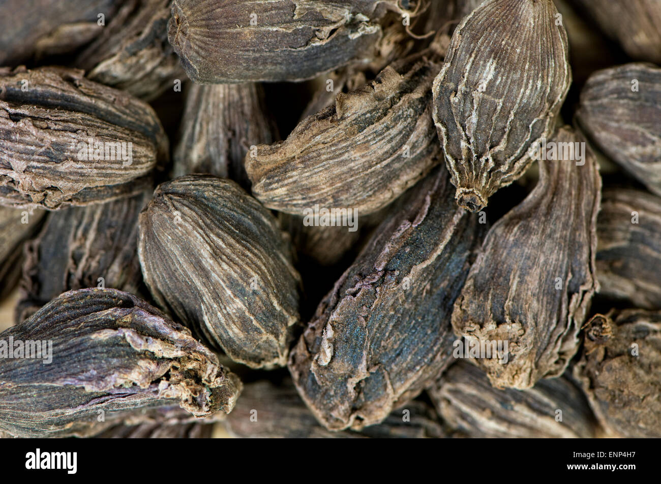 Close up of black cardamom pods Stock Photo Alamy