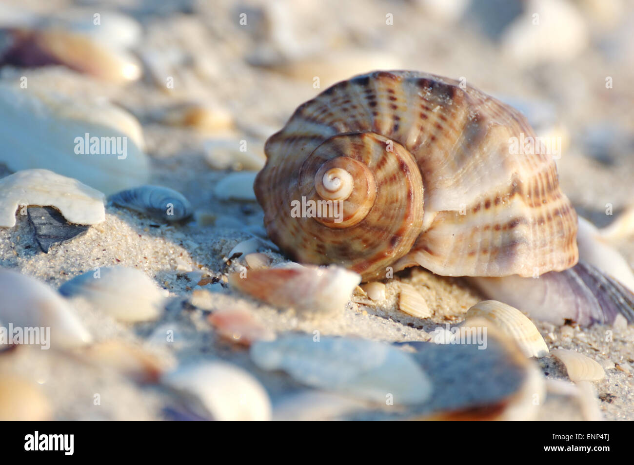 Empty seashell of marine mollusc rapana venosa on the Black Sea coast Stock Photo
