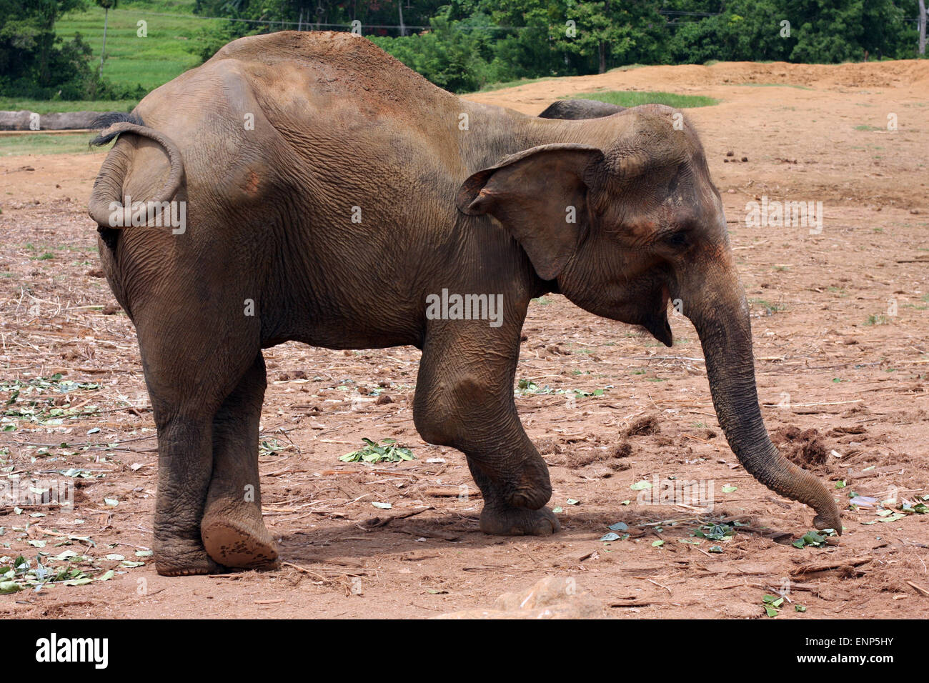 Elephant injured by a land mine, at Pinnewela Elephant Orphanage, Sri Lanka Stock Photo