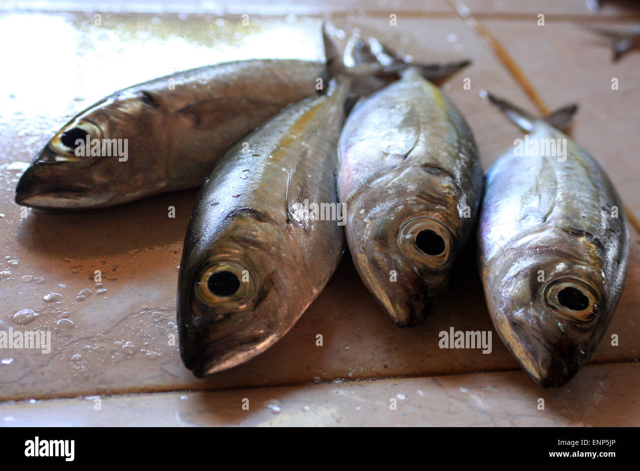 Fish in a market in Sri Lanka Stock Photo