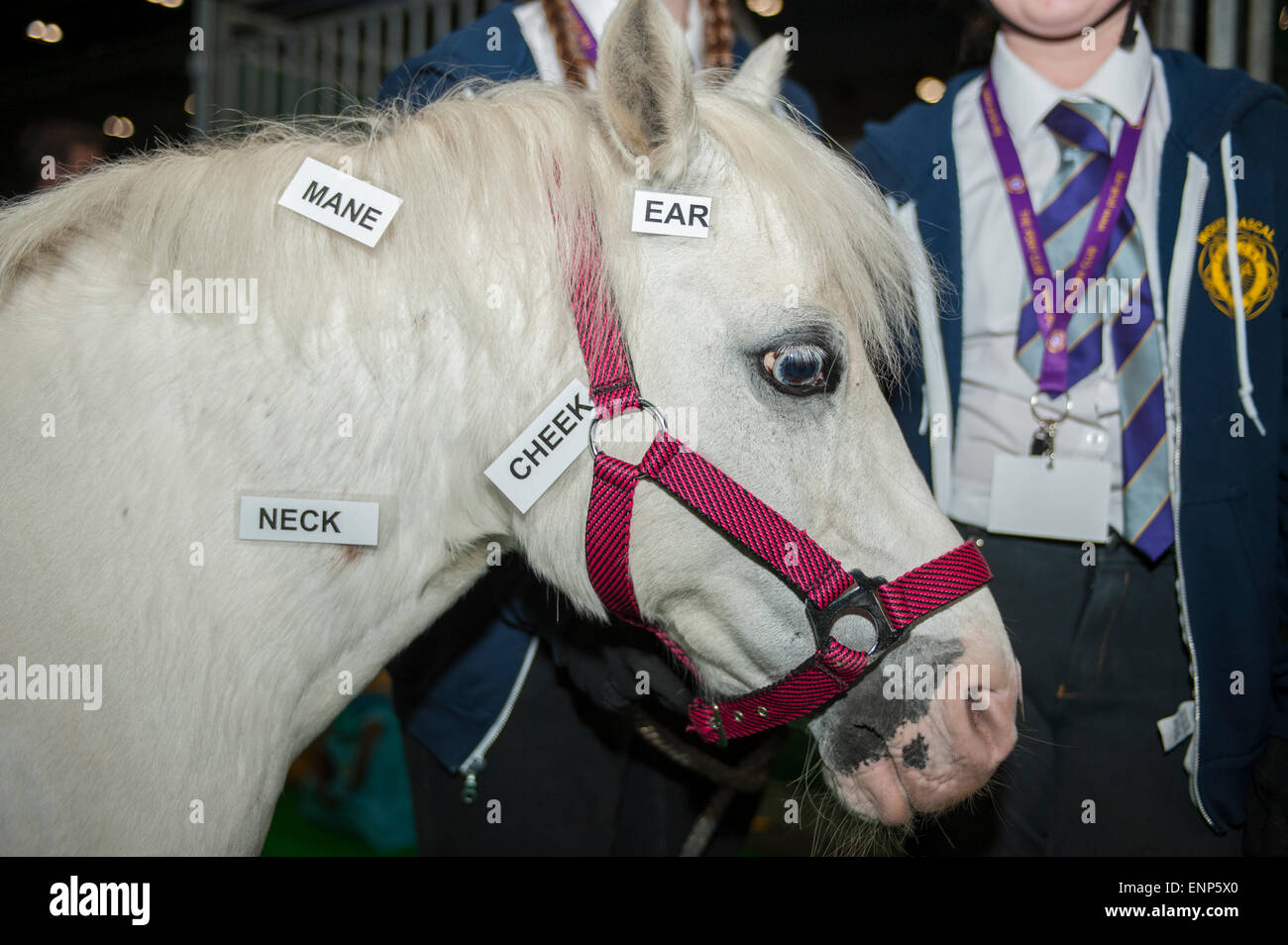 Mount mascal pony club centre hi-res stock photography and images - Alamy