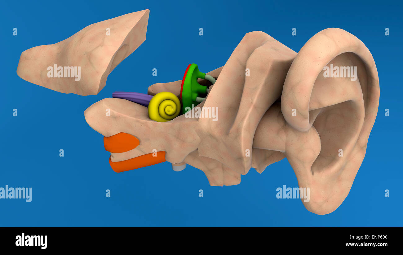 Anatomy of external ear hi-res stock photography and images - Alamy