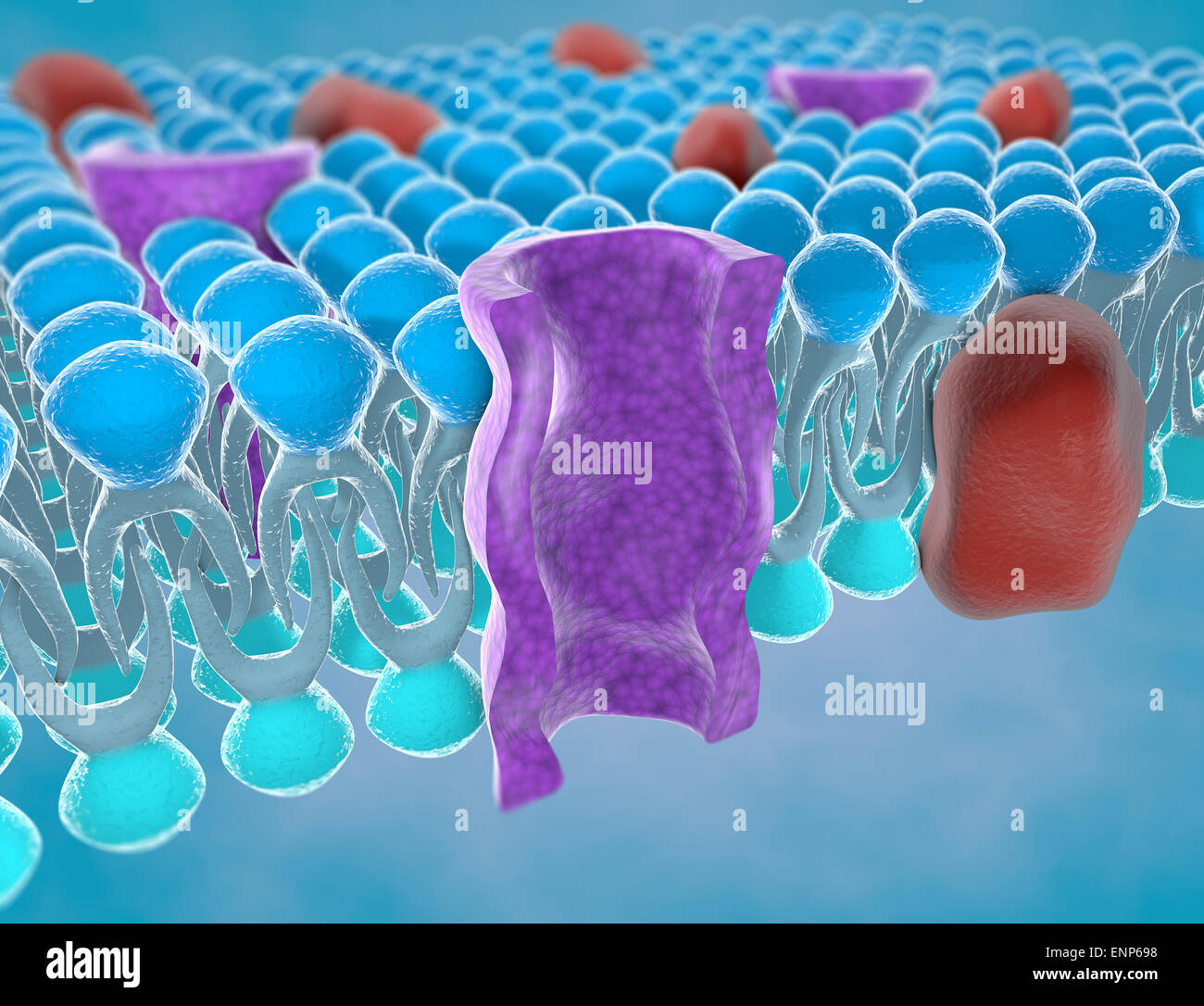 Structure of the plasma membrane of a cell Stock Photo