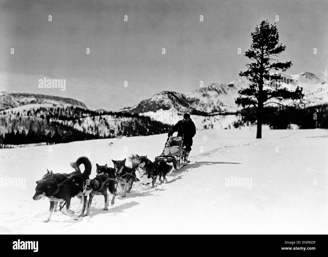 Ein Mann ist mit seinem Hundeschlitten in einer Winterlandschaft unterwegs. A man riding his dog sledge through a winter wonderl Stock Photo