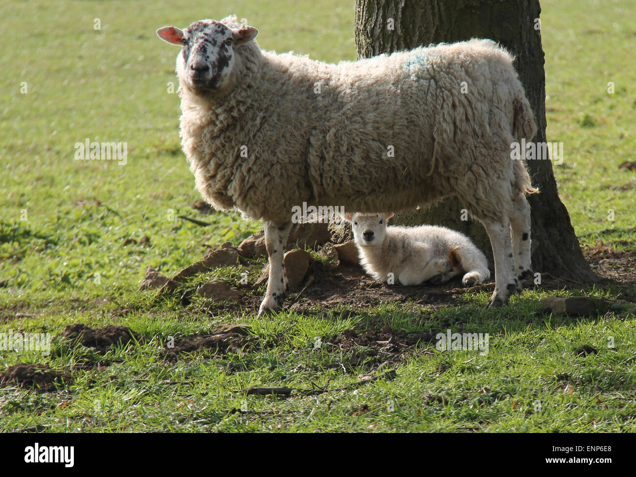 A Mother Yew Sheep with Her Baby Lamb Stock Photo Alamy