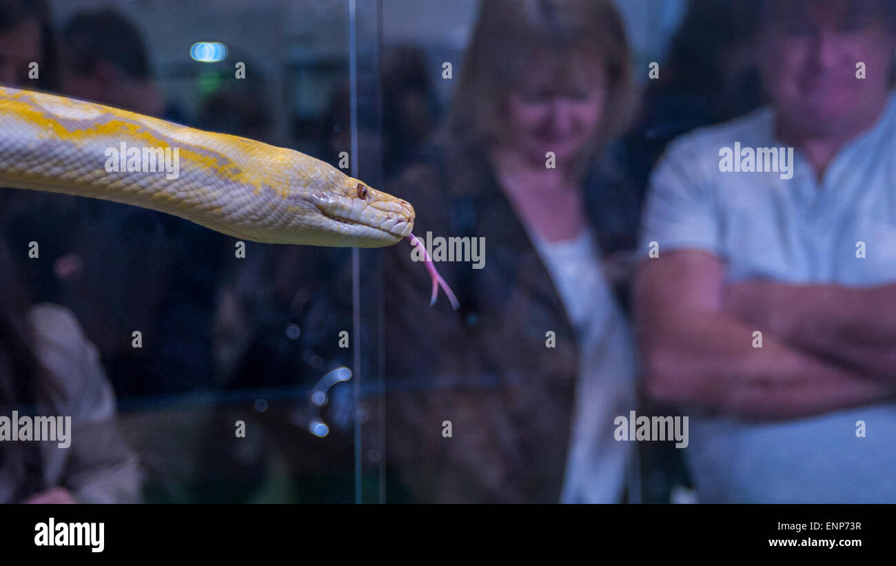 Yellow python hi-res stock photography and images - Alamy
