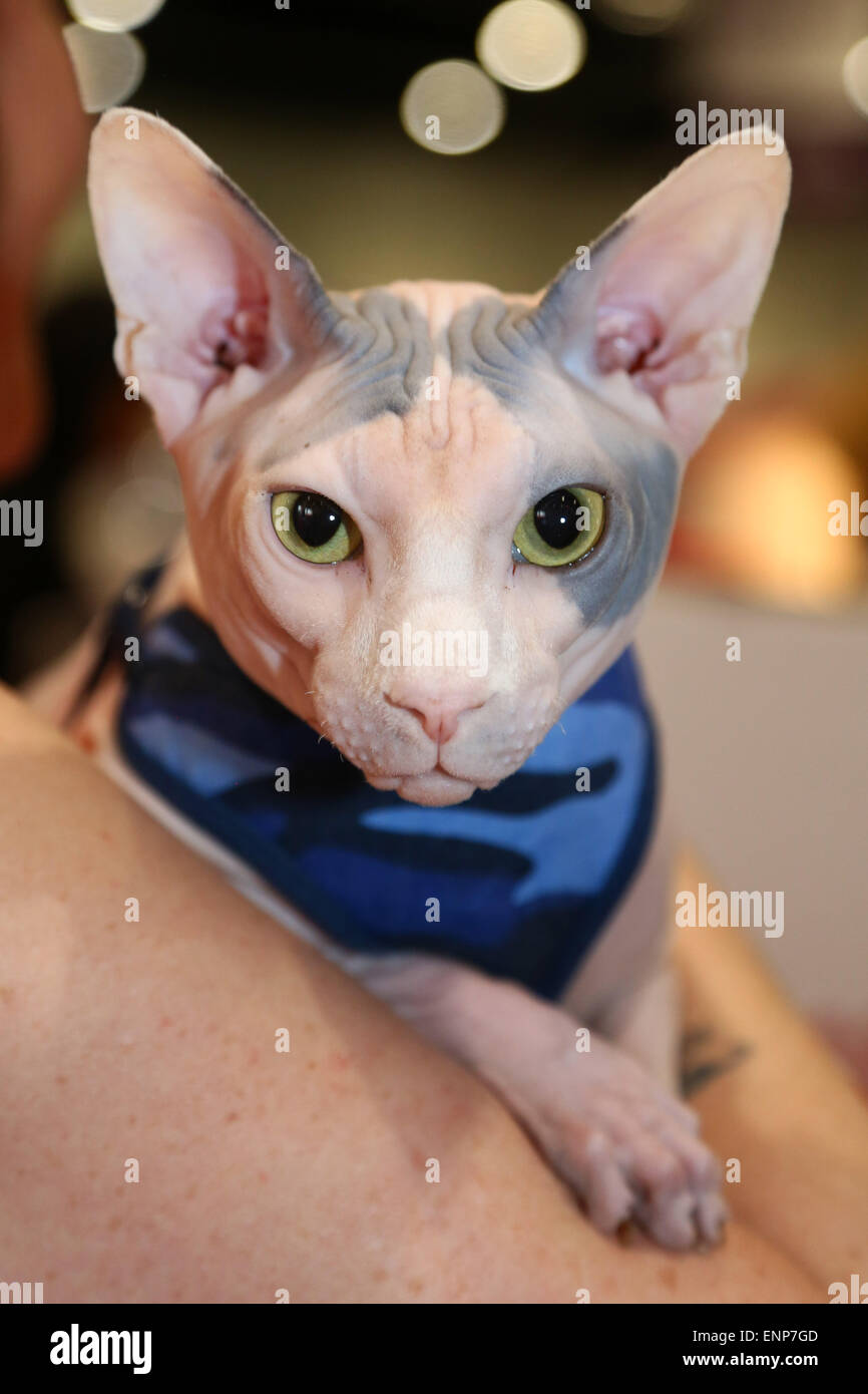 Sphynx Cats For Sale London v9306.1blu.de