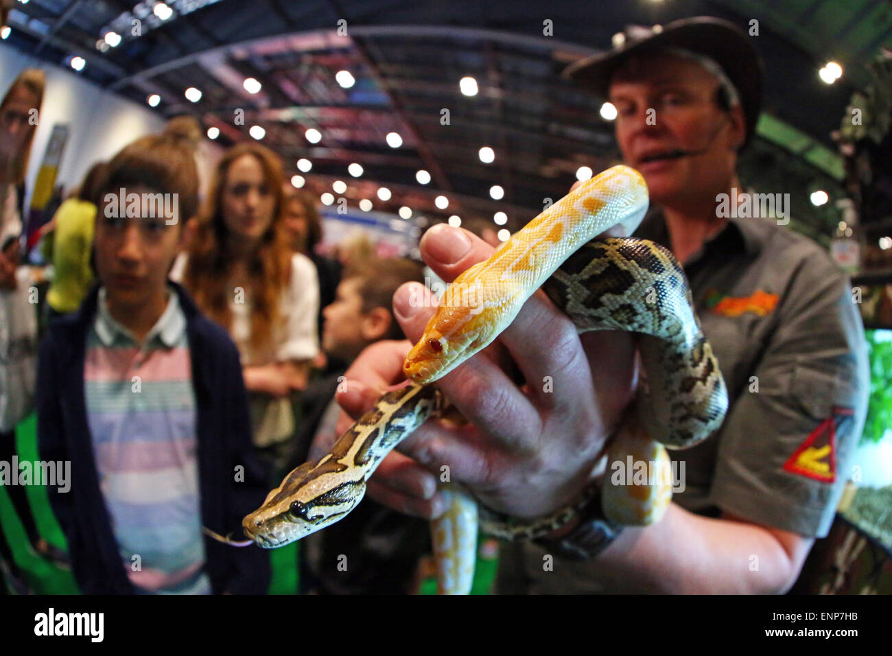 Albino burmese pythons hi-res stock photography and images - Alamy