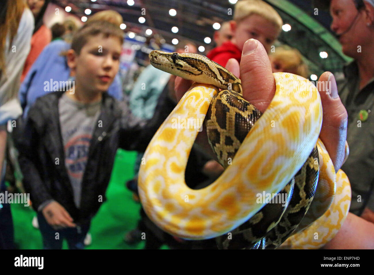 London, UK. 9th May 2015. Burmese Pythons are shown to the crowds by ...