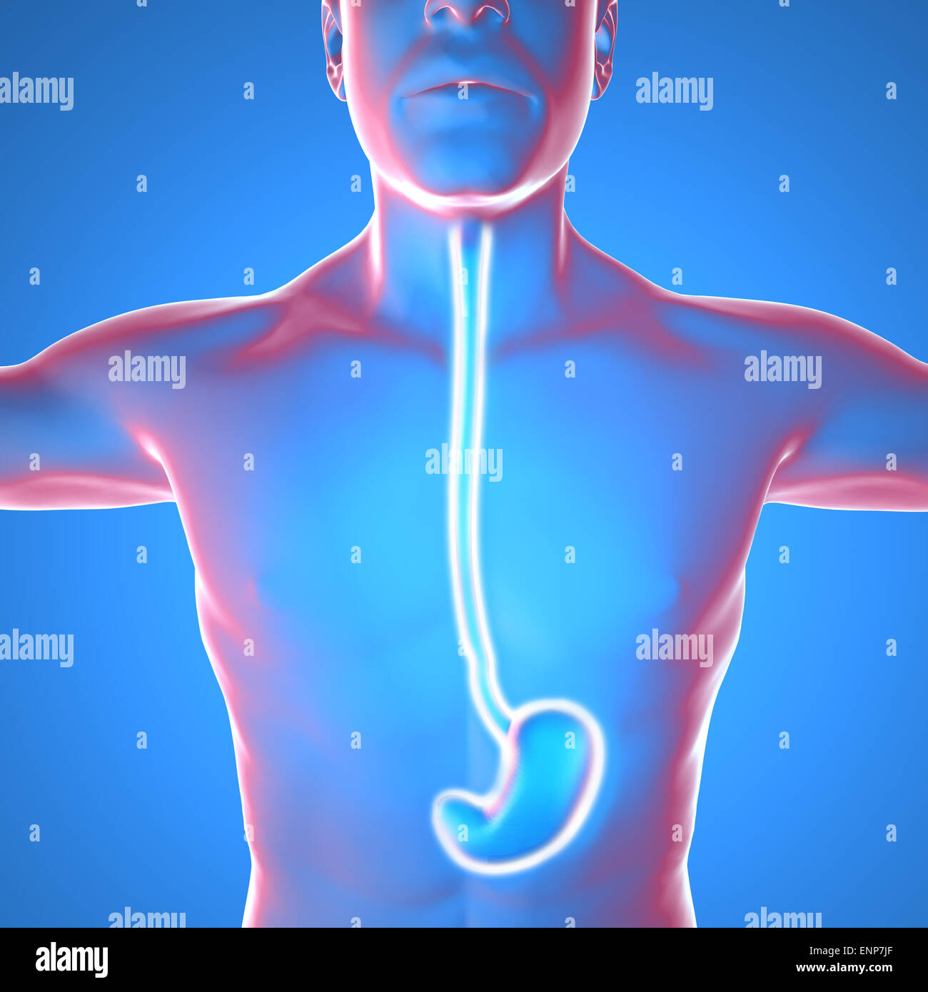 Human body anatomy with stomach burning pain on blue background Stock