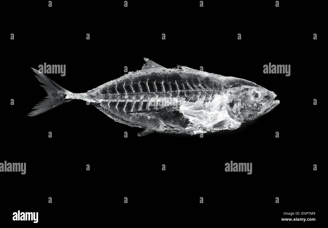 fish x ray Stock Photo
