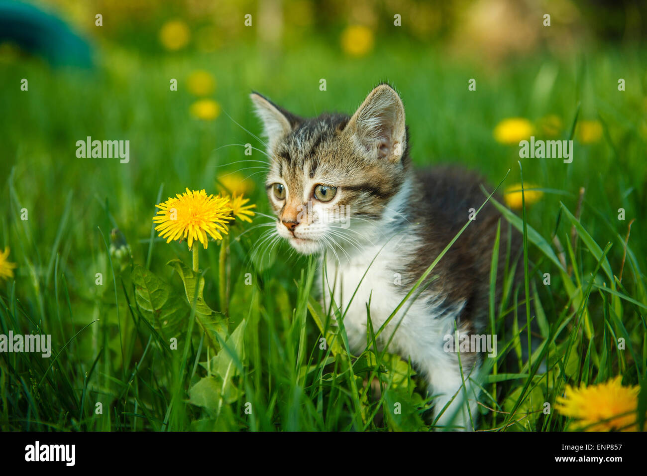 black and white kitty cat sitting in the green grass with yellow Stock ...