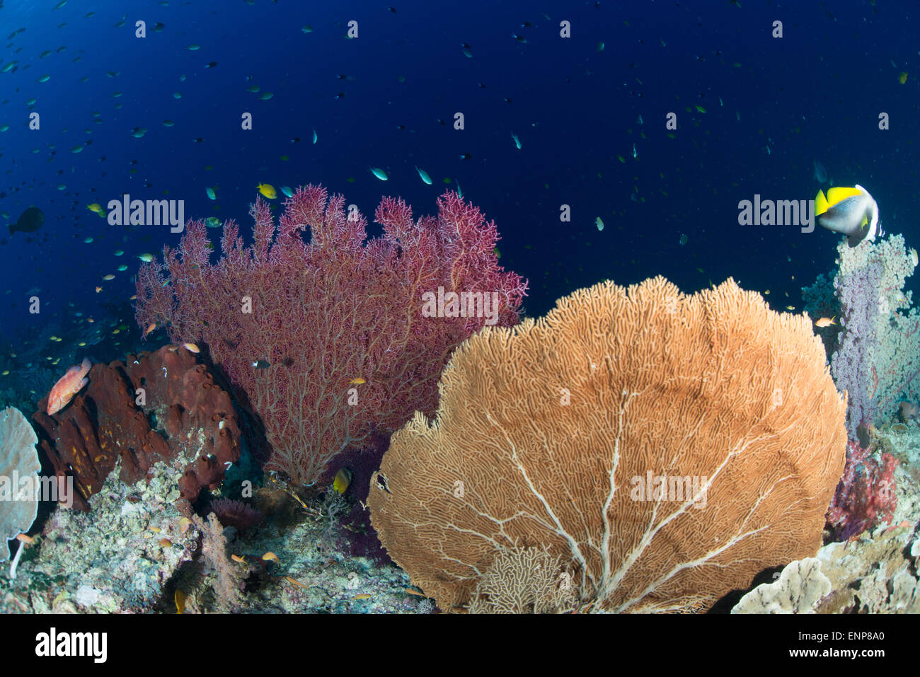 Underwater Coral scene with colorful corals  and small fish of many kinds taken in Raja Ampat, Indonesia Stock Photo