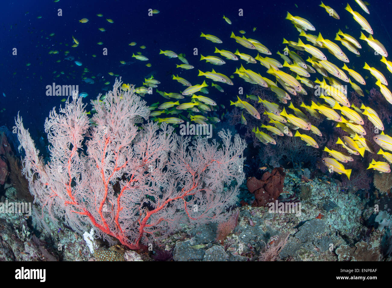 Underwater Coral scene with colorful corals  and small fish of many kinds taken in Raja Ampat, Indonesia Stock Photo