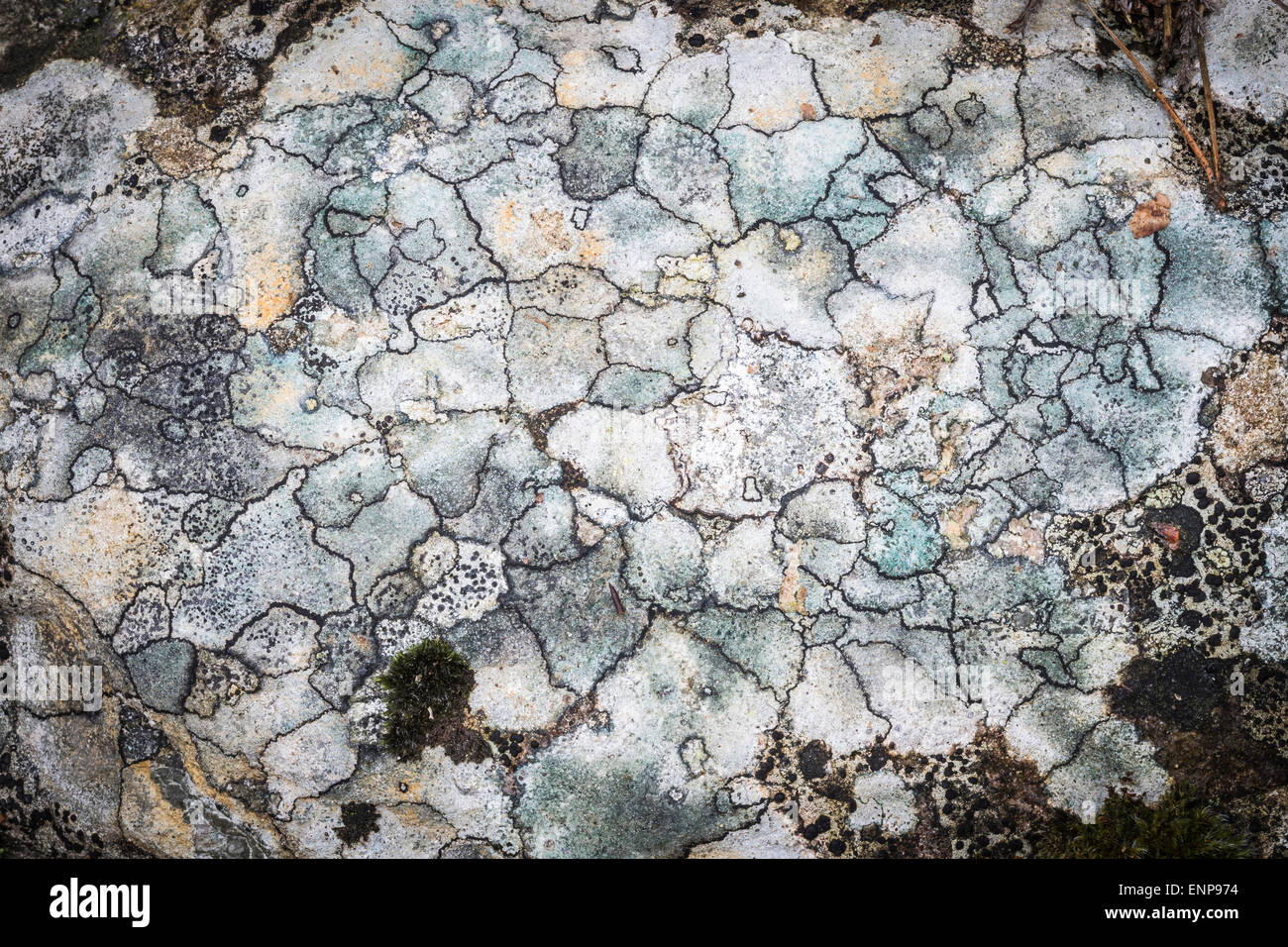 Lichen on Rock at Glen Feshie in Scotland. Stock Photo