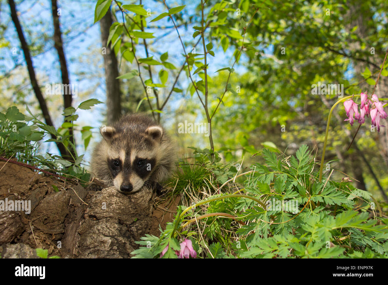 Scared funny baby hi-res stock photography and images - Alamy