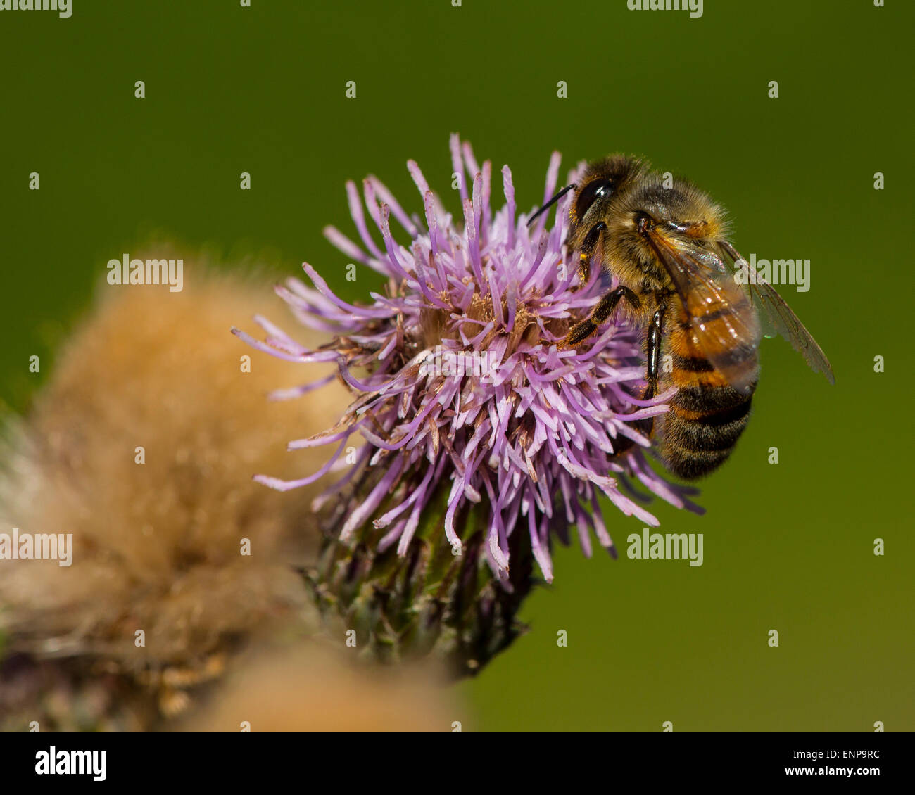 macro flower, pollination Stock Photo