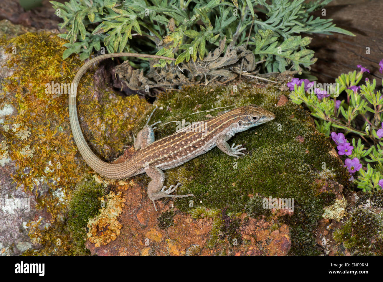 Sonoran Spotted Whiptail  Aspidoscelis sonorae Tucson, Pinal County, Arizona, United States 7 May       Adult       Teiidae Stock Photo