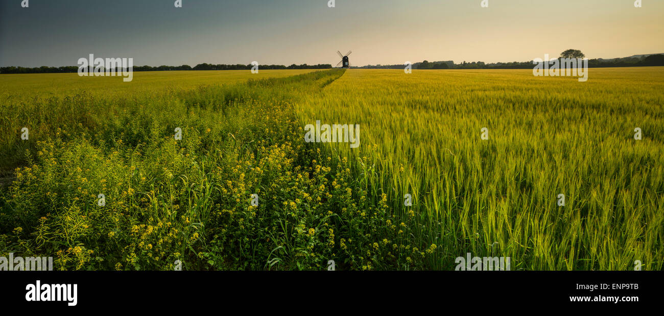 wheat field, with windmill, tring Stock Photo Alamy
