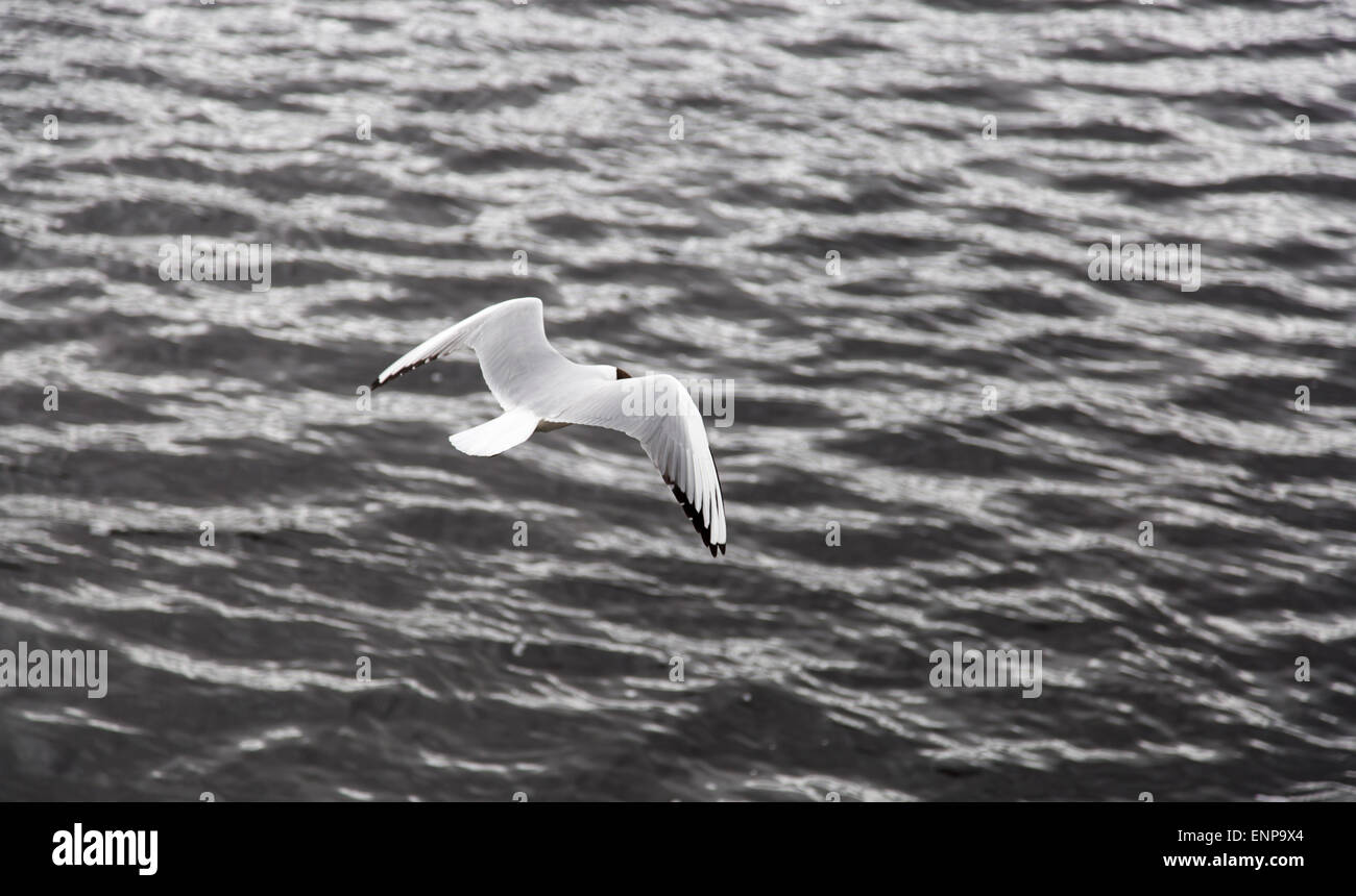 Black-headed Gull Flying Away  over water Stock Photo