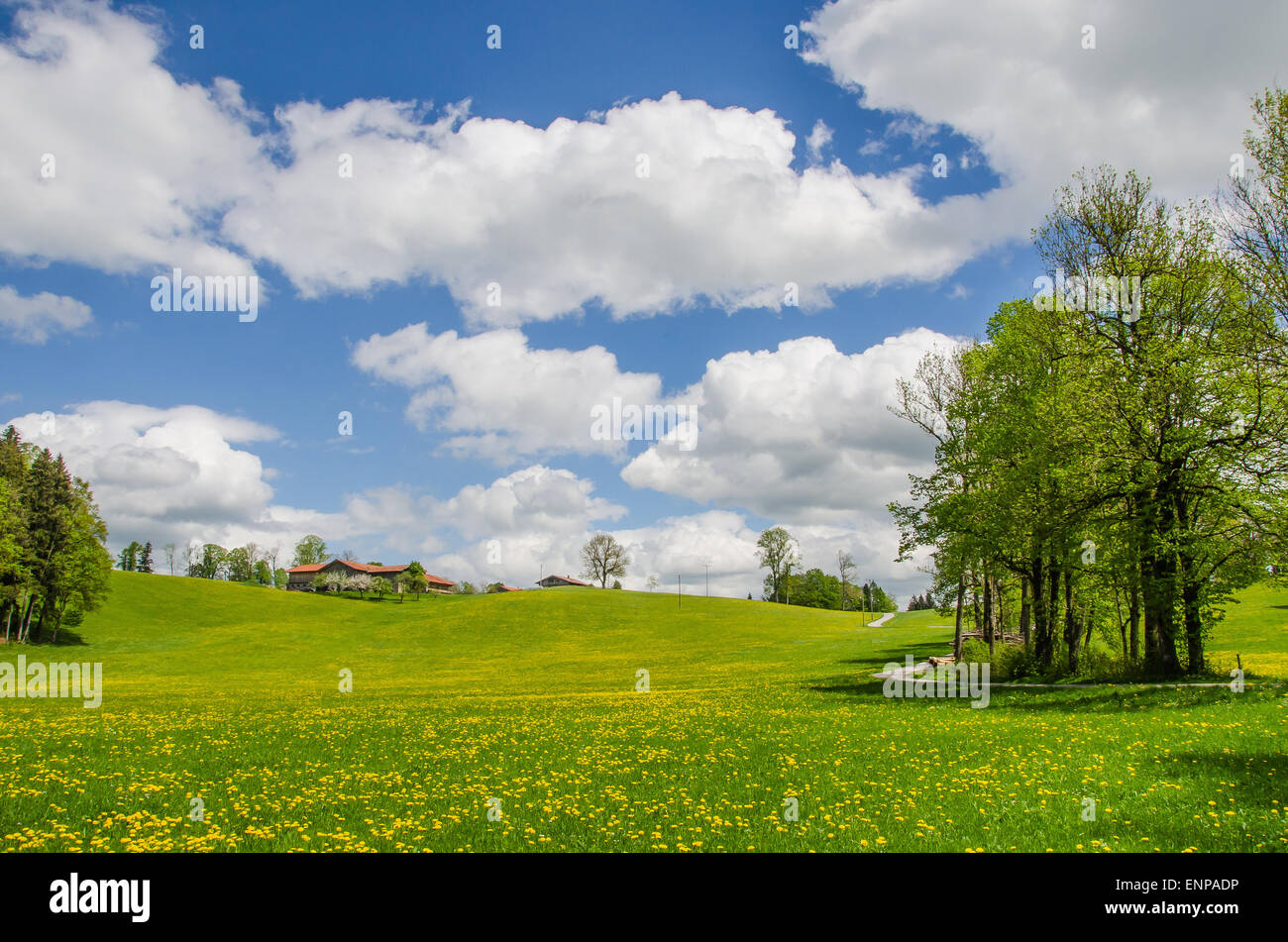 Dandelion meadow in spring hi-res stock photography and images - Alamy