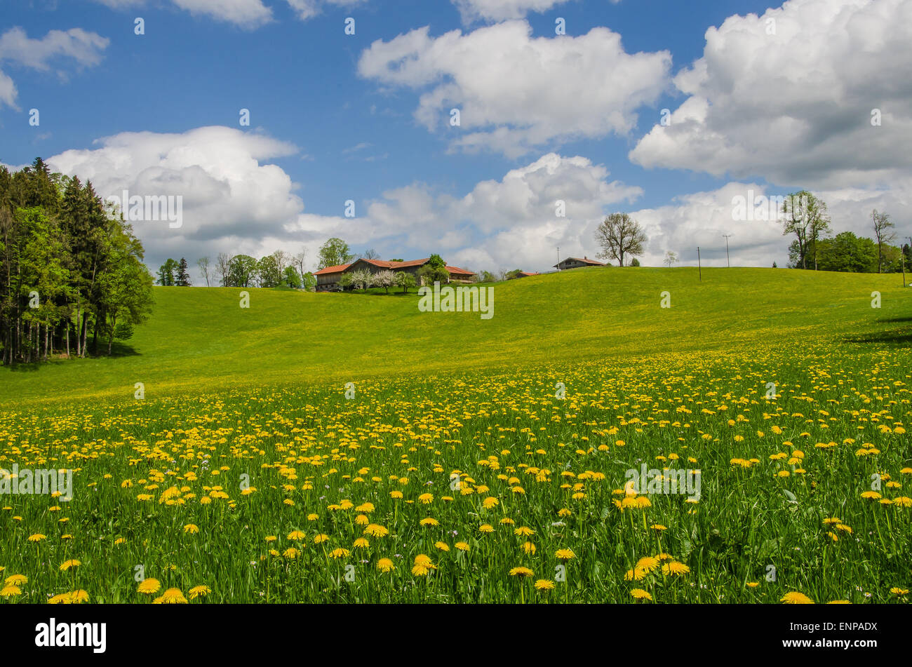 a dandelion meadow, a white and blue sky spring in Bavaria farm farm ...