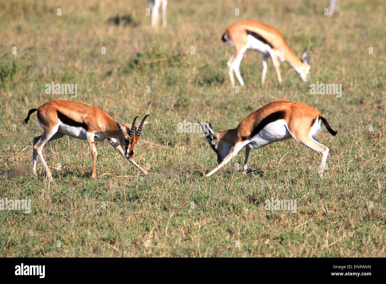 Gazelles serengeti hi-res stock photography and images - Alamy