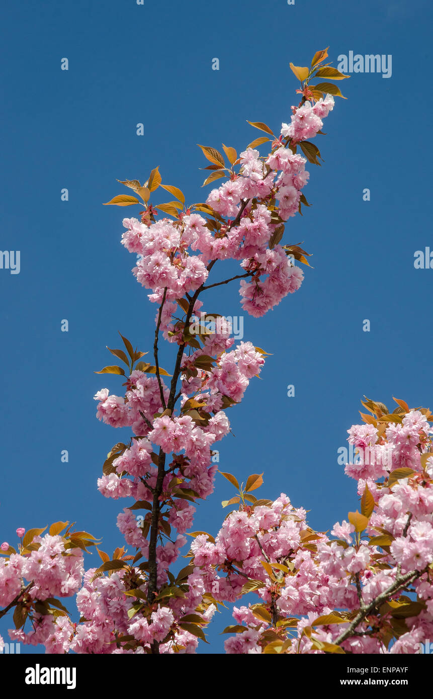 Germany’s Cherry Blossom Season Stock Photo