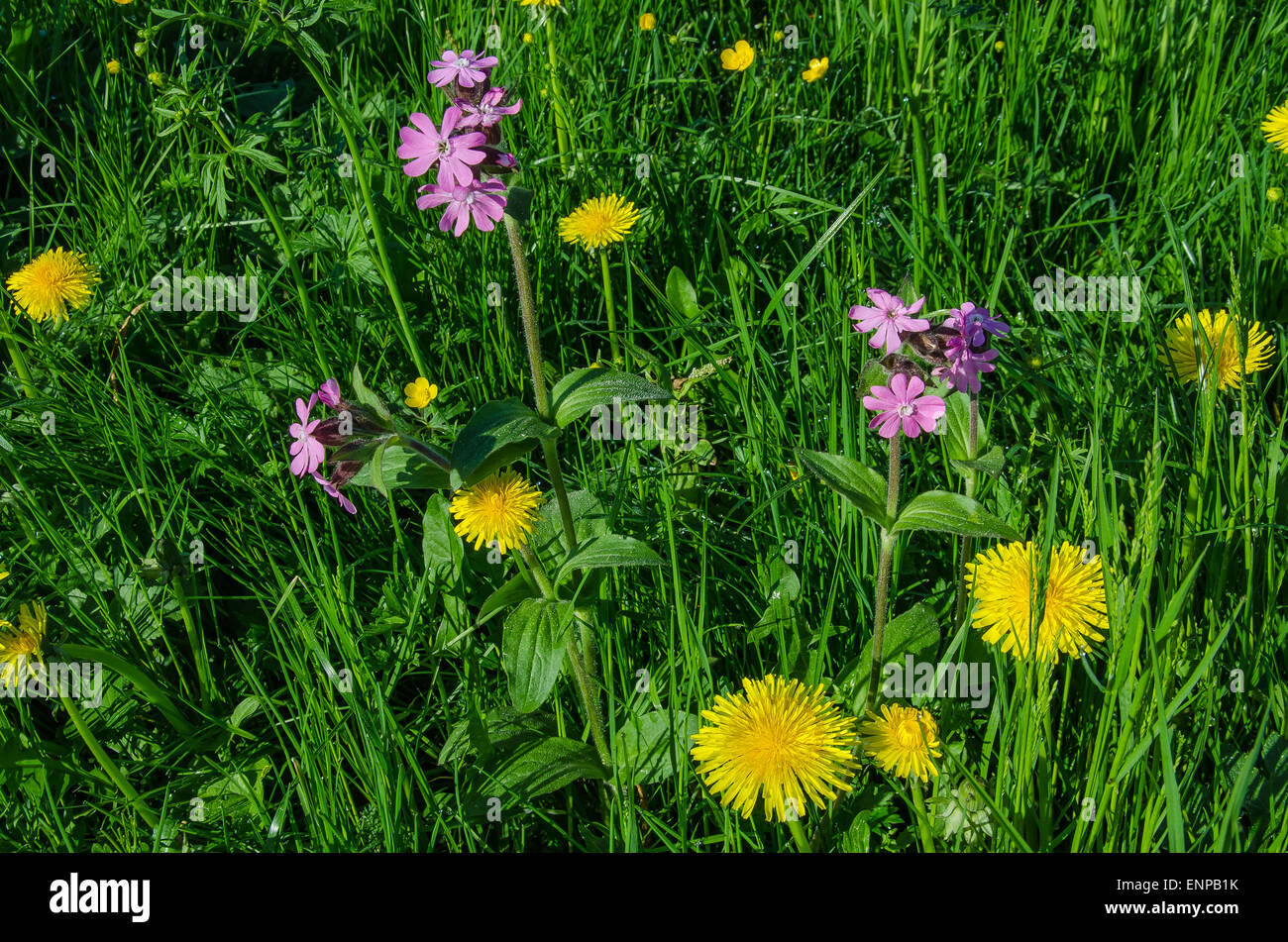 red campion and dendelion in an Alpine meadow in spring flower Stock Photo