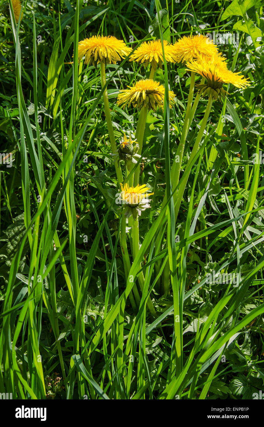 wild flowers in spring dandelion Stock Photo