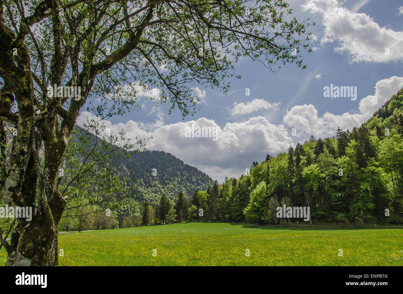 Springtime in the Bavarian Alps Stock Photo - Alamy