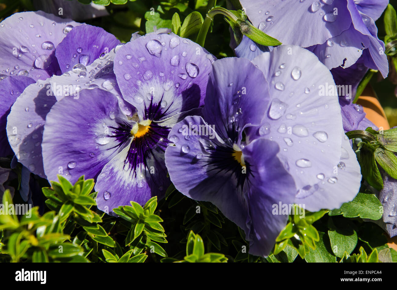Growing pansies will provide year-round blooms in your garden. These dainty, delicate flowers include winter-flowering bedding Stock Photo