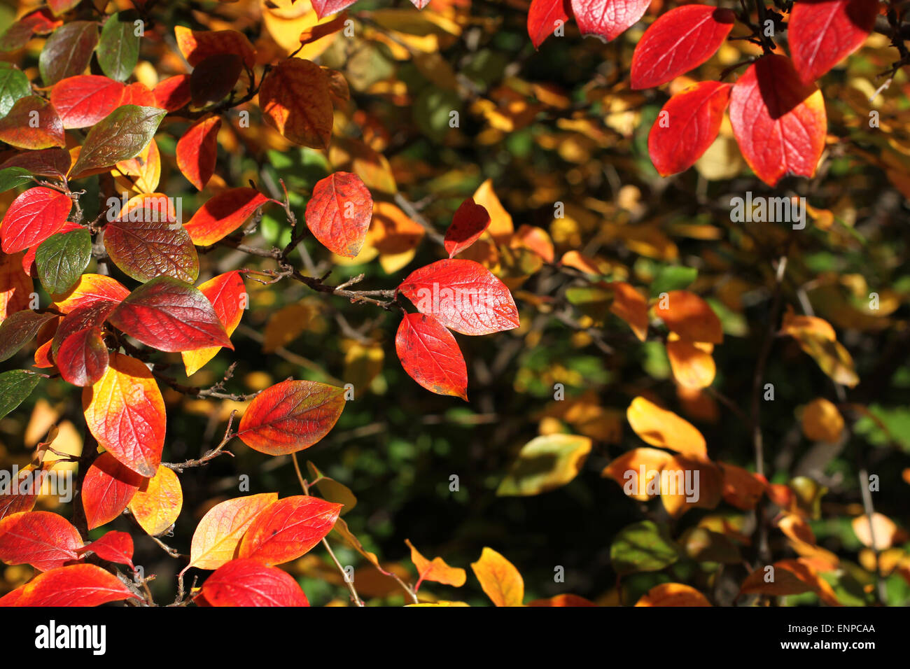 Autumn leaves background - red, yellow and green leaves of shiny cotoneaster Stock Photo