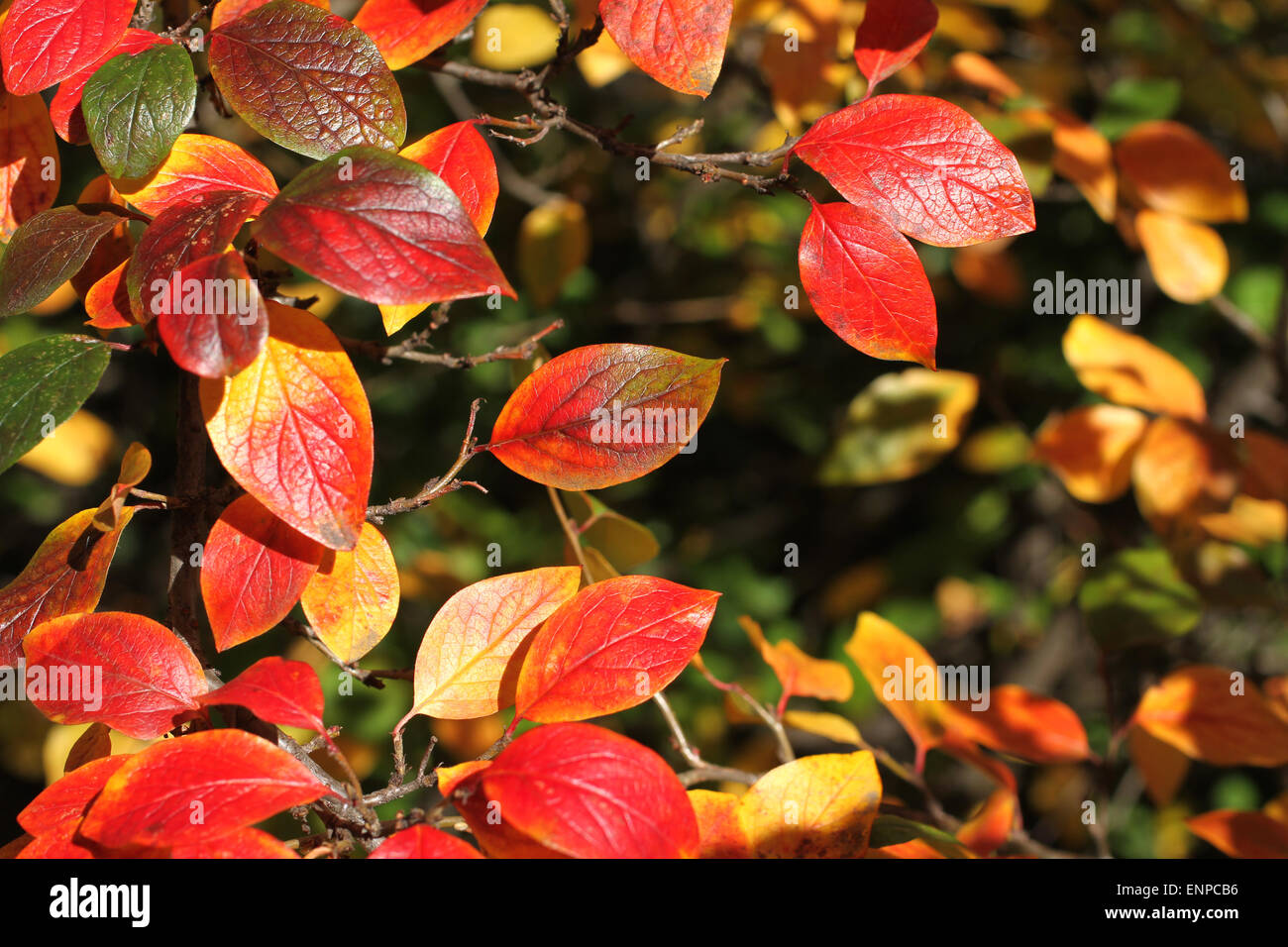 Autumn leaves background - red, yellow and green leaves of shiny cotoneaster Stock Photo