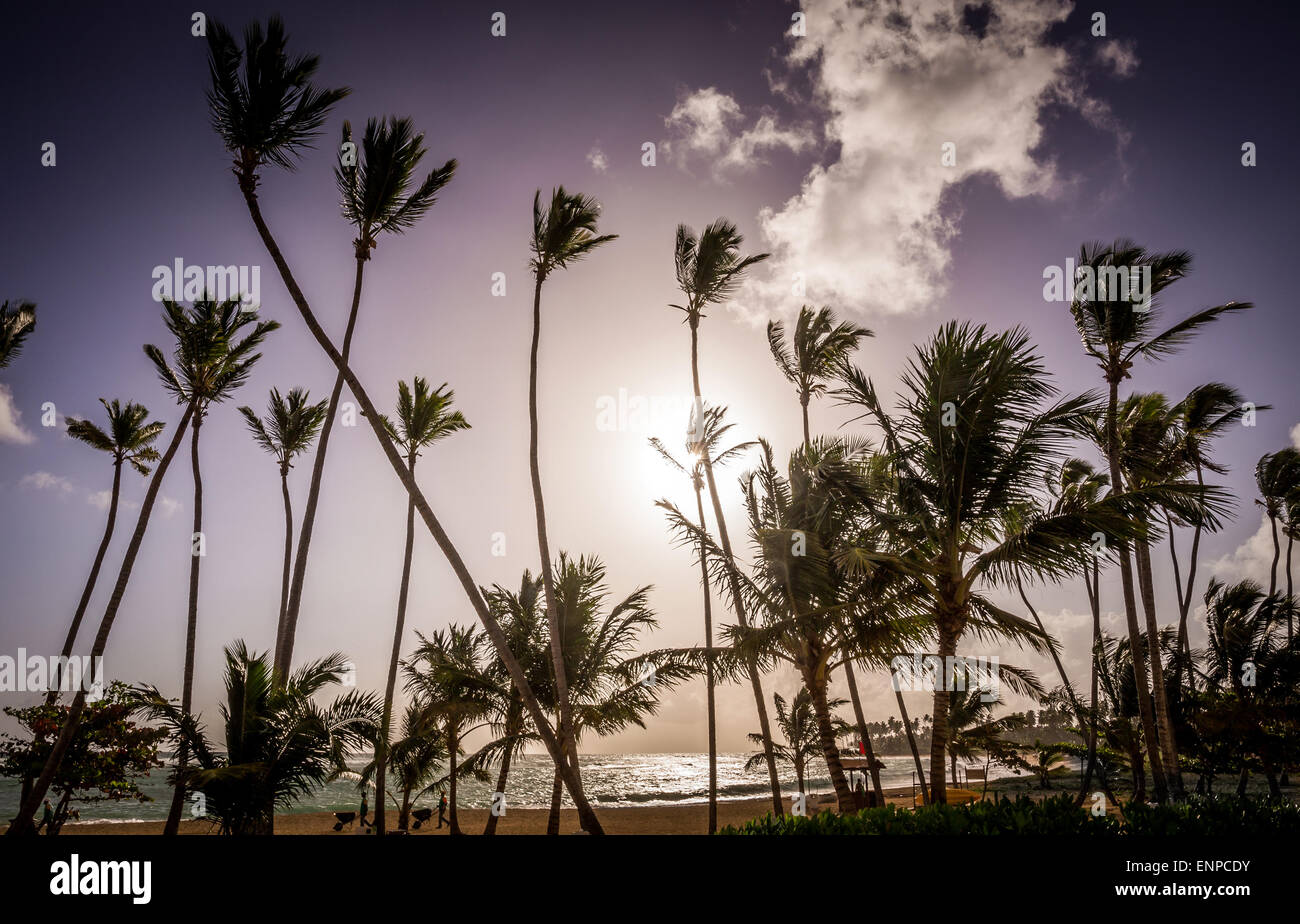 Sunrise over palm trees hi-res stock photography and images - Alamy