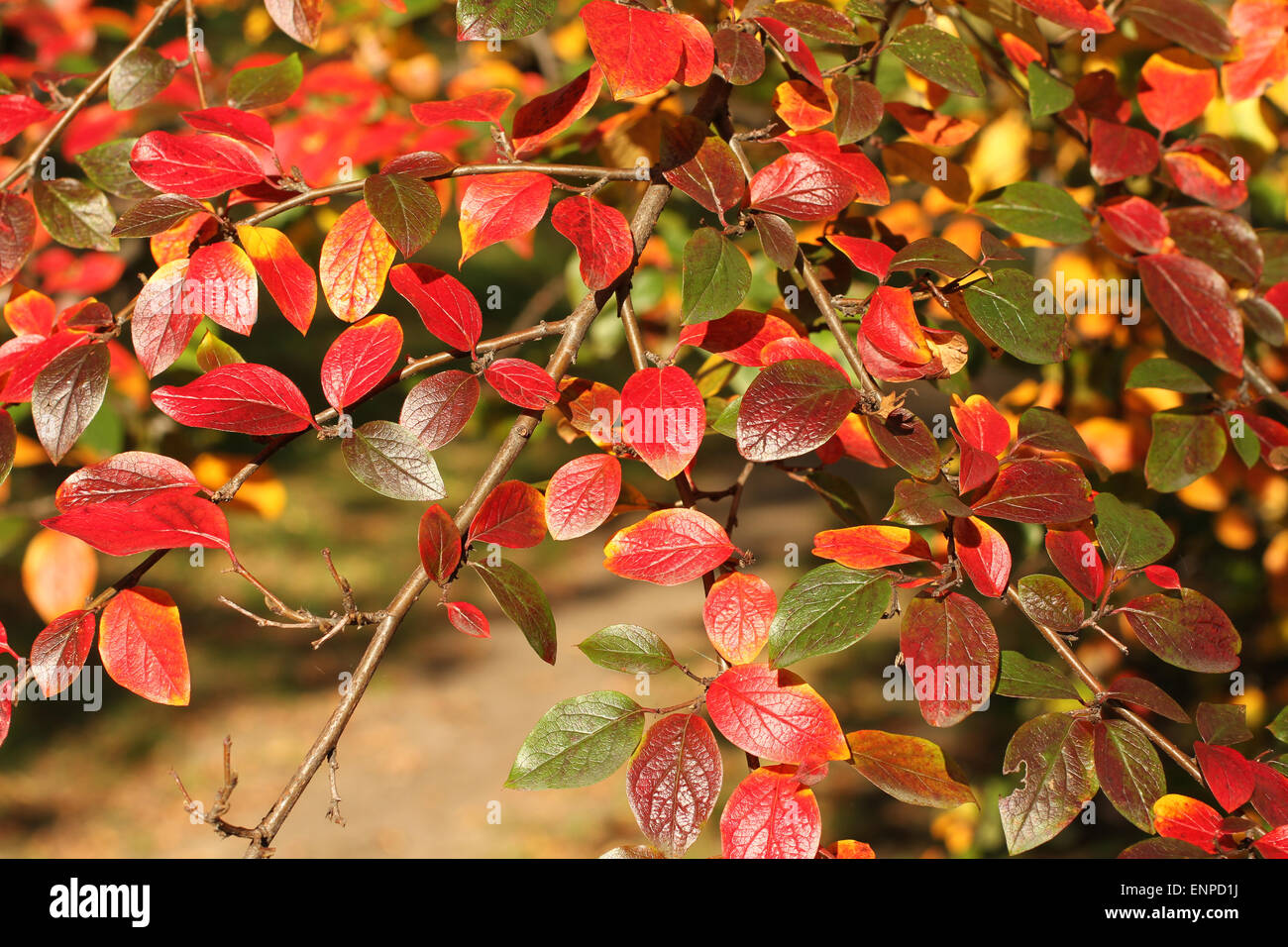 Autumn leaves background - red, yellow and green leaves of shiny cotoneaster Stock Photo