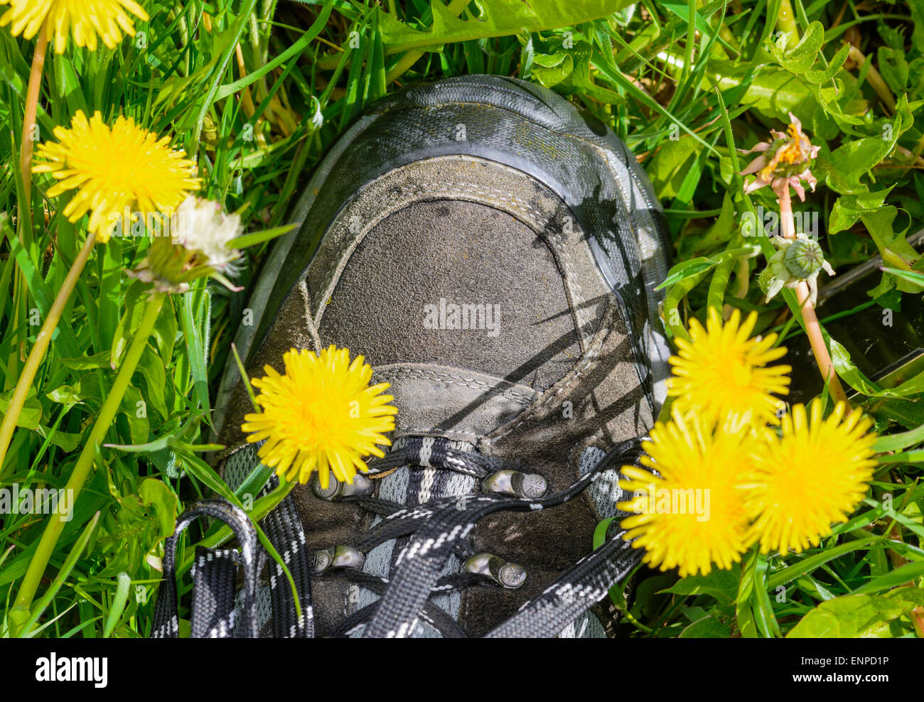 Trampled on. Flowers being stepped on by someone wearing trainers. Stock Photo
