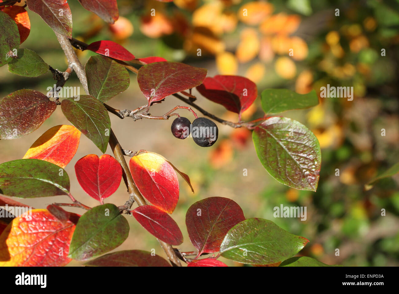 Autumn leaves background - red, yellow and green leaves of shiny cotoneaster Stock Photo