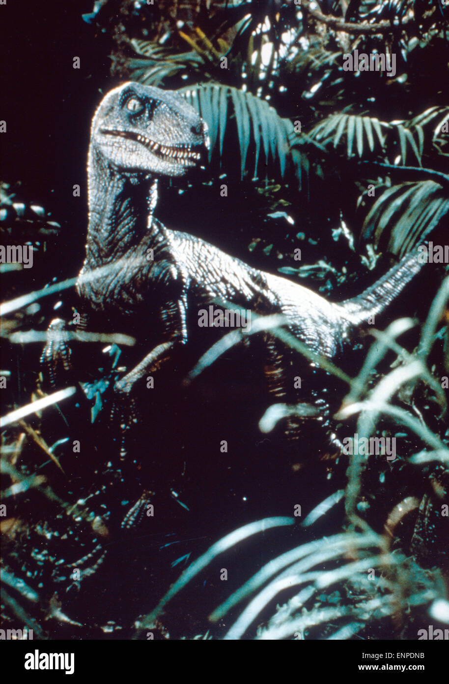 Jurassic Park Usa 1993 Regie Steven Spielberg Szenenfoto Raptor Stock Photo Alamy