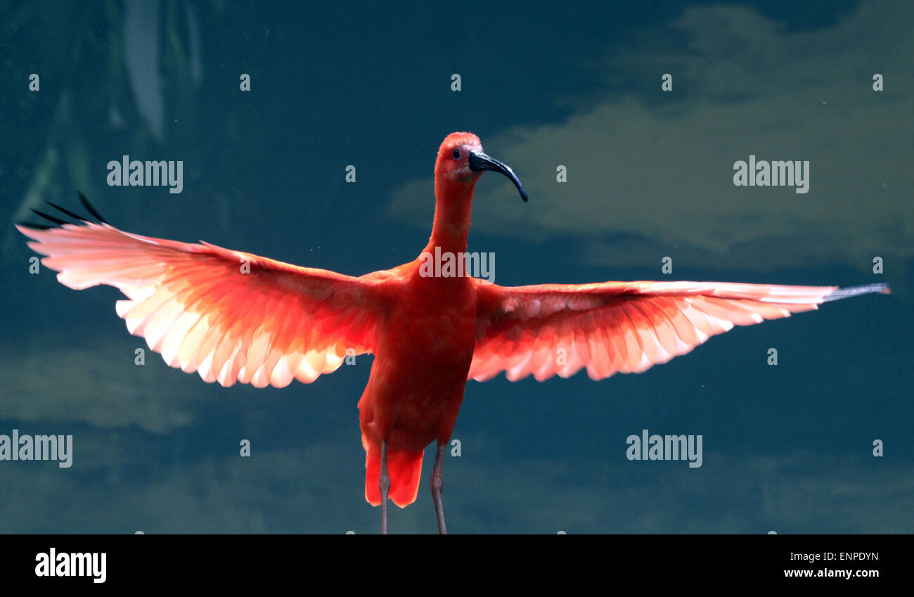 Sichuan, China. 09th May, 2015. A Scarlet ibises (Eudocimus ruber) plays in the zoo in Chengdu, Sichuan province, southwest China 9th May 2015. Credit:  Panda Eye/Alamy Live News Stock Photo