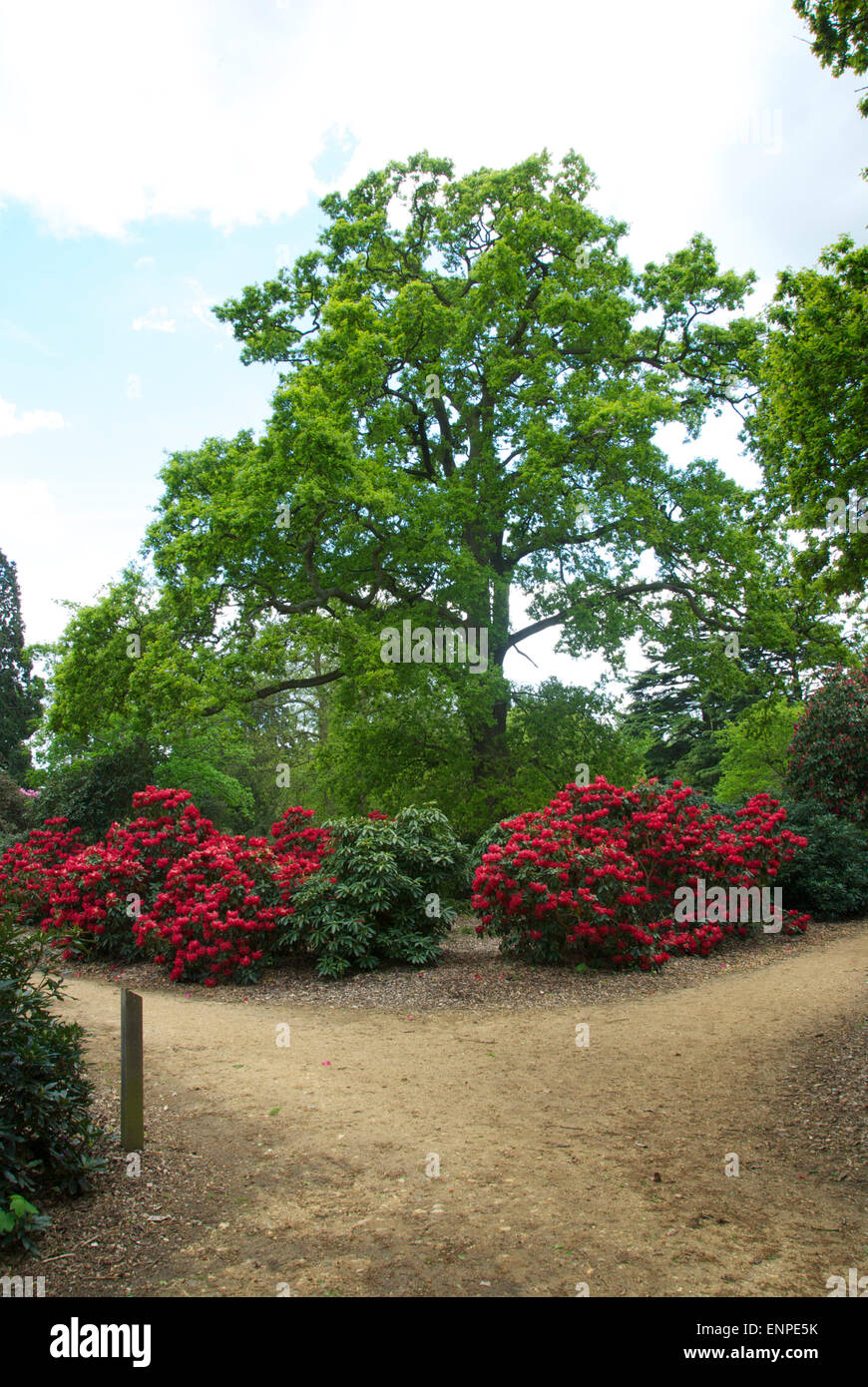 Superb azaleas and rhododendrons at the Langley Country Park, Buckinghamshire Stock Photo