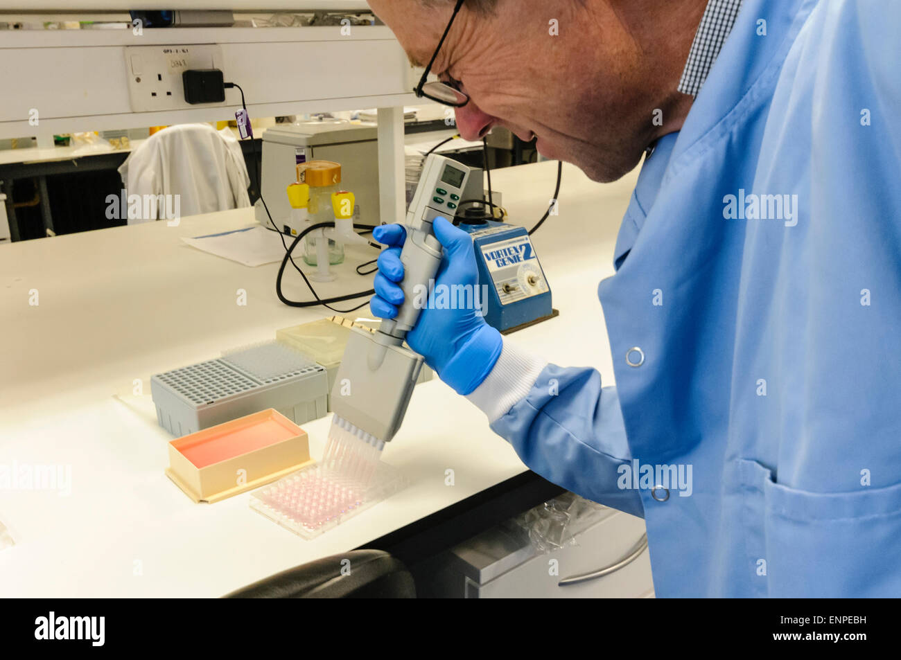 Man uses a multichannel pipette to dispense samples into a sample tray Stock Photo