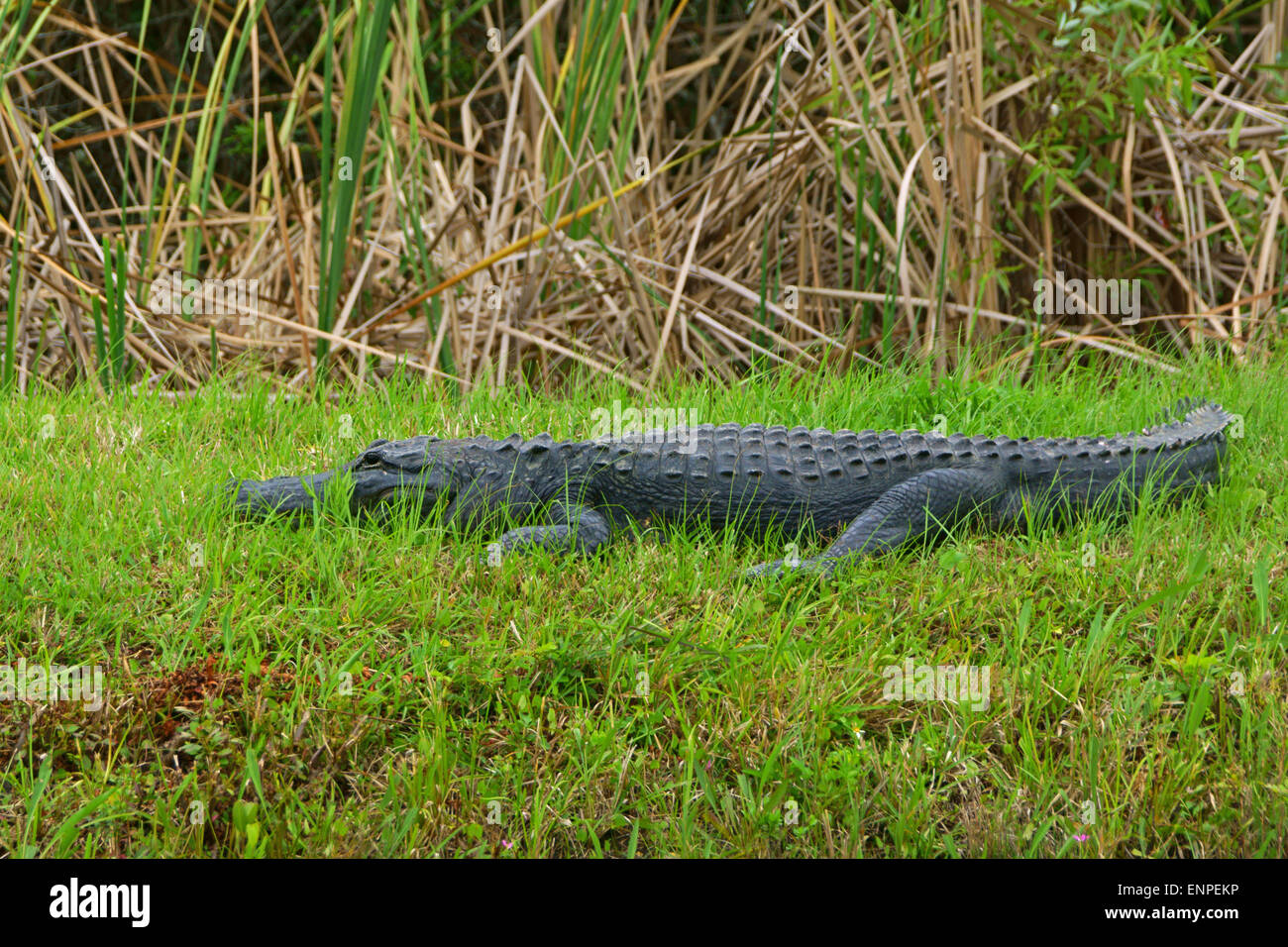 Alligator hiding at Florida swamp Stock Photo