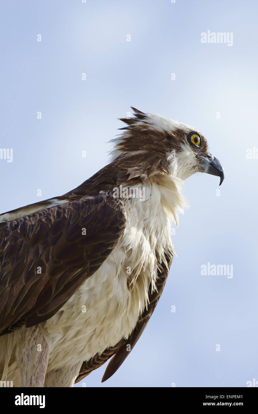 Osprey, bird of prey, hunting at Florida swamp Stock Photo - Alamy