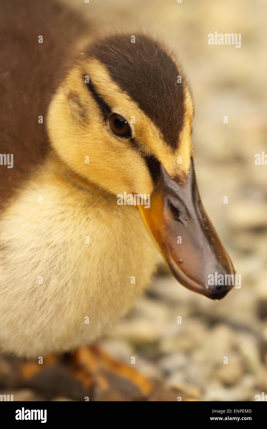 Duck beak hires stock photography and images Alamy
