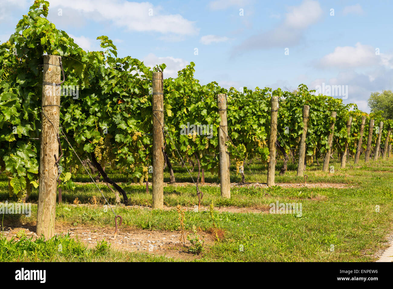Side view of grape vine plantations during the day Stock Photo