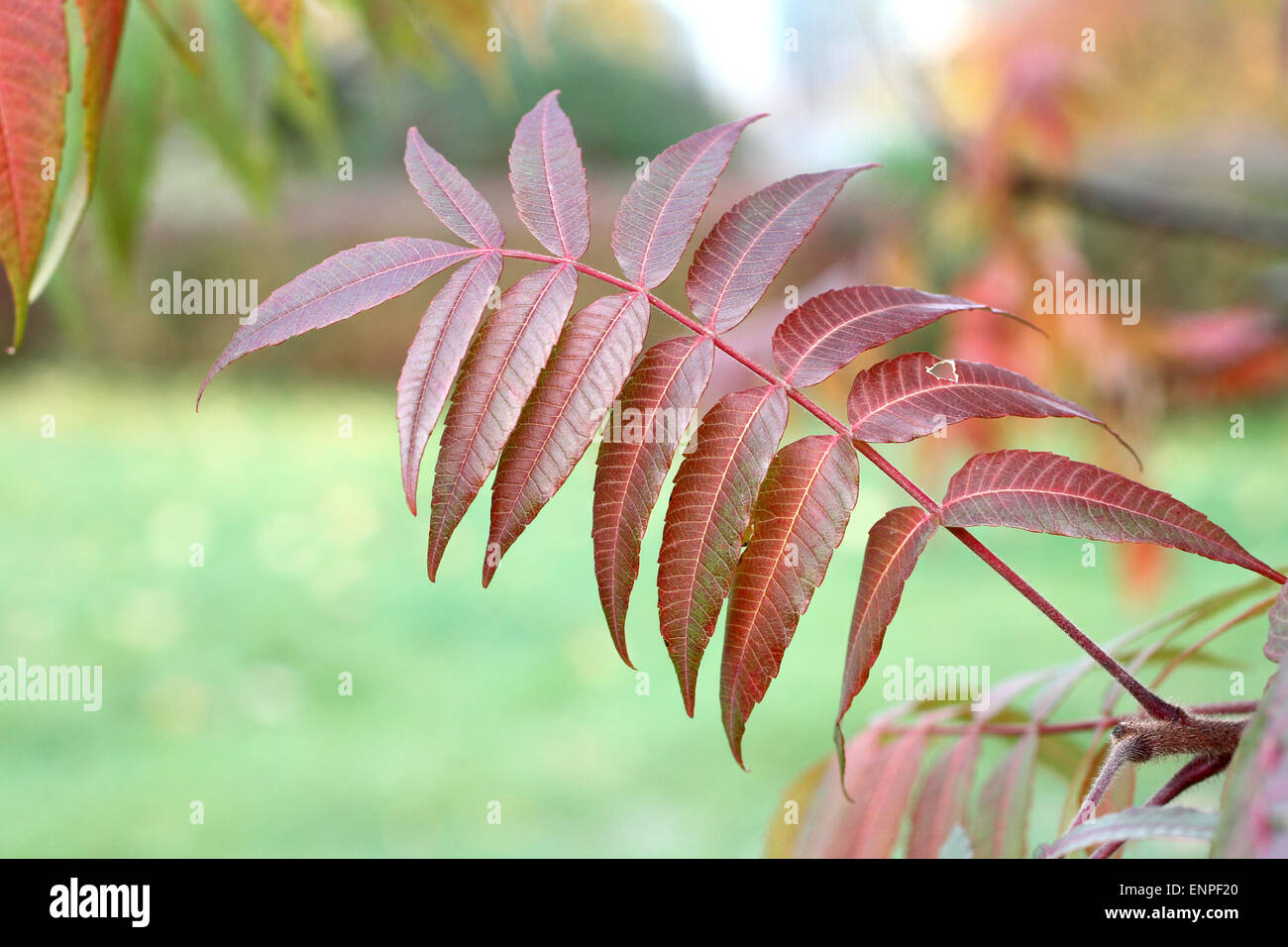 Autumn - dark red leaves on sumac tree Stock Photo