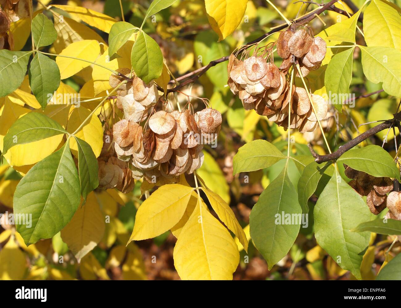 Autumn - green and yellow leaves and key fruits on ash tree Stock Photo