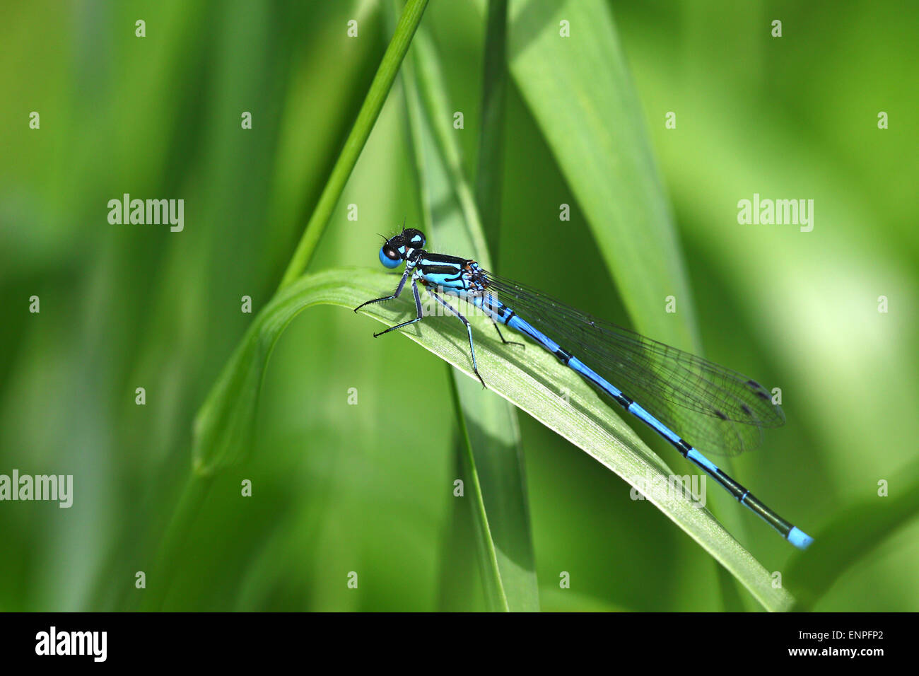 Blue dragonfly on grass with green background Stock Photo - Alamy